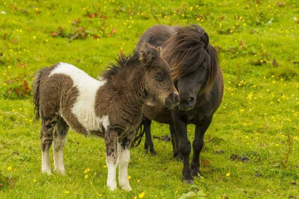 Shetland Islands Shetland pony and offspring